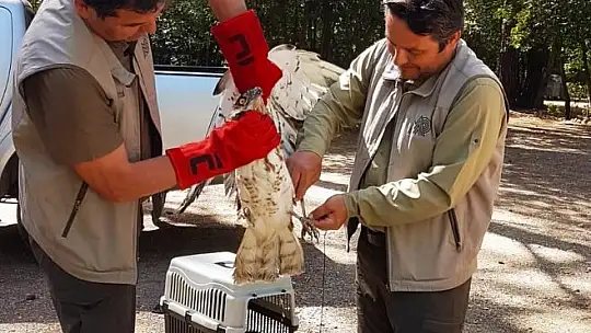 Marmaris'te Yılan Kartalı doğaya salındı