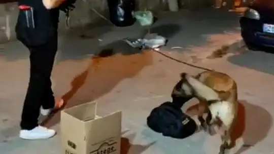 Marmaris'te zeytinyağı kutusundan esrar çıktı