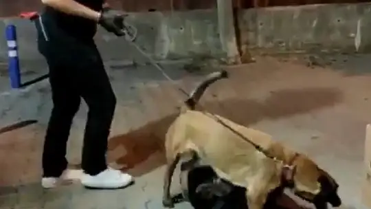 Marmaris'te zeytinyağı kutusundan esrar çıktı