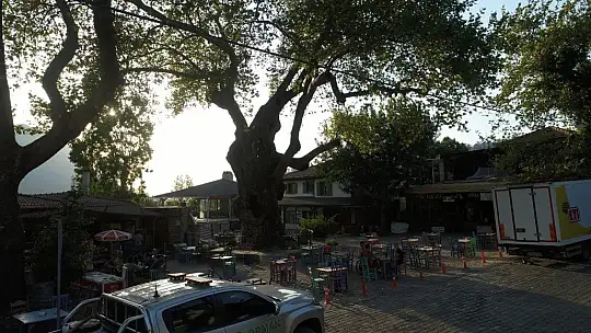 Marmaris'teki 2 bin yıllık ağacın yaraları sarıldı