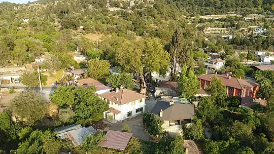 Marmaris'teki 2 bin yıllık ağacın yaraları sarıldı