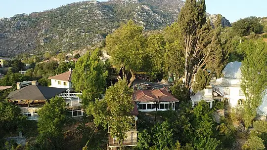 Marmaris'teki 2 bin yıllık ağacın yaraları sarıldı