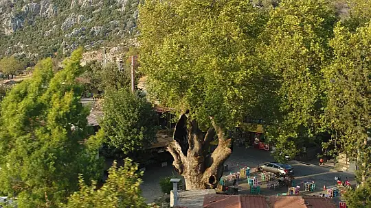 Marmaris'teki 2 bin yıllık ağacın yaraları sarıldı