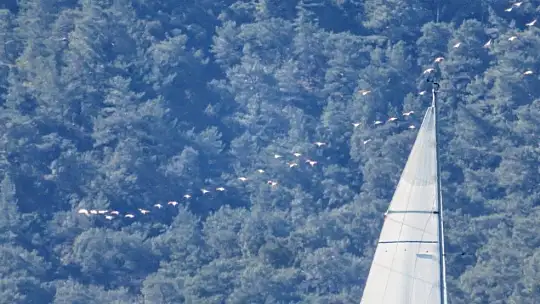 Marmaris'ten Flamingolar geçti