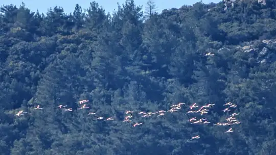 Marmaris'ten Flamingolar geçti