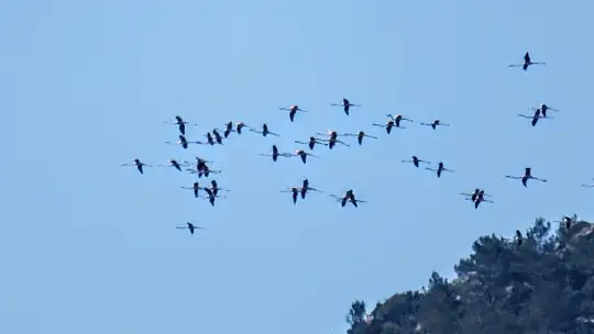 Marmaris'ten Flamingolar geçti