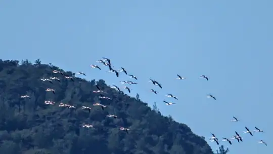 Marmaris'ten Flamingolar geçti