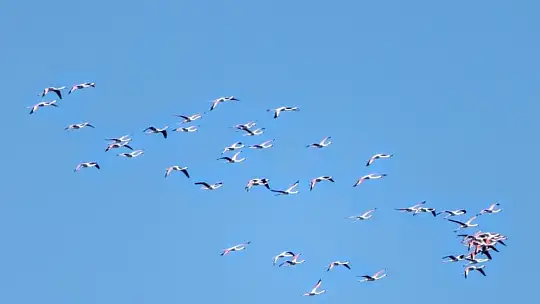 Marmaris'ten Flamingolar geçti