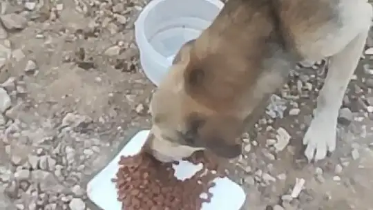 Marmaris ve Datça'da yangından etkilenen hayvanlara yem ve su desteği