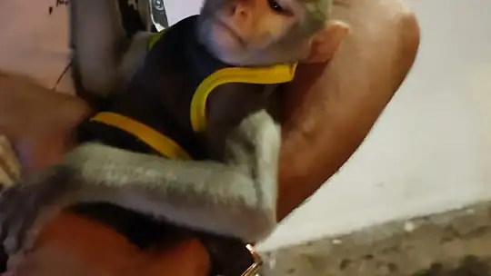 Maymun üzerinden maddi menfaat sağlayan şahıs KGYS kameralarına takıldı