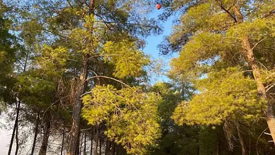 MAYTAP İLE ORMANI YAKTILAR