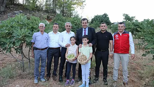 Menderes Havzası'nın ürünü olarak bilinen incir Dalaman'da da üretilmeye başlandı