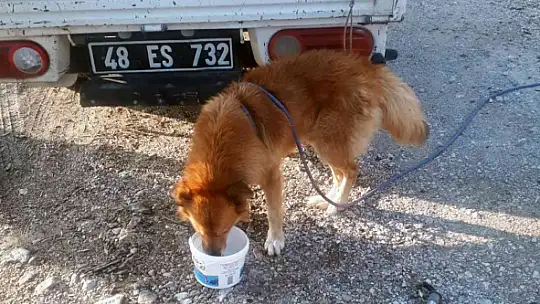 MENTEŞE BELEDİYESİ EKİPLERİ KAYALIKLARDA MAHSUR KALAN KÖPEĞİ KURTARDI