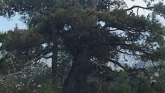 Menteşe'de ormana düşen yıldırım yangına neden oldu