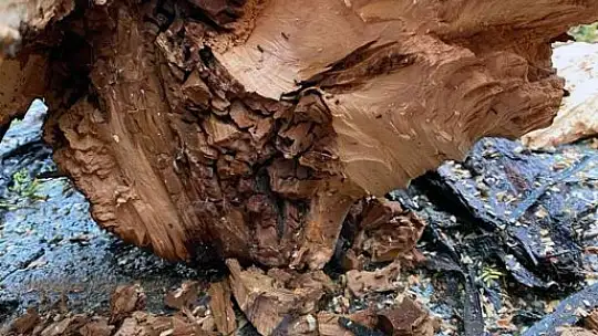 Menteşe'de tehlike arz eden ağaçlar kesiliyor