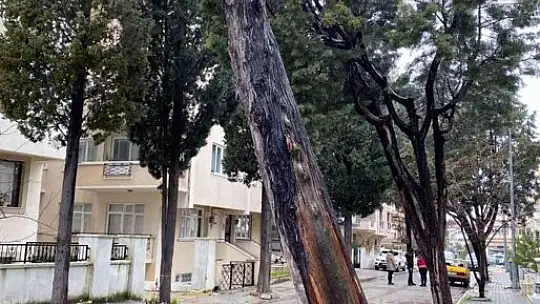 Menteşe'de tehlike arz eden ağaçlar kesiliyor