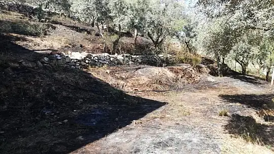 Menteşe'de zeytinlik yangını