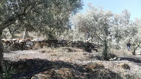 Menteşe'de zeytinlik yangını