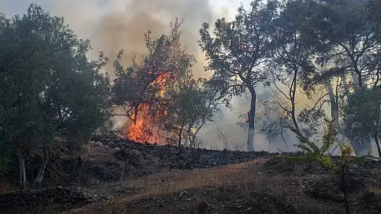 Milas'ta başlayan orman yangını Bodrum'a sıçradı, söndürme çalışmaları devam ediyor