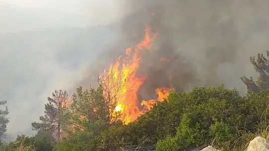 Milas'ta başlayan orman yangını Bodrum'a sıçradı, söndürme çalışmaları devam ediyor