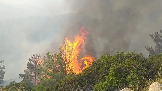 Milas'ta başlayan orman yangını Bodrum'a sıçradı, söndürme çalışmaları devam ediyor