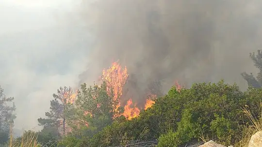Milas'ta başlayan orman yangını Bodrum'a sıçradı, söndürme çalışmaları devam ediyor