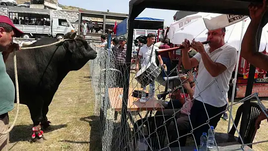 Milas'ta boğa güreşleri nefes kesti