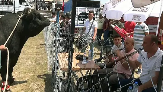 Milas'ta boğa güreşleri nefes kesti