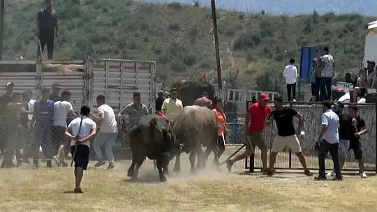 Milas'ta boğa güreşleri nefes kesti