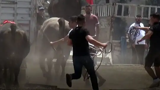 Milas'ta boğa güreşleri nefes kesti