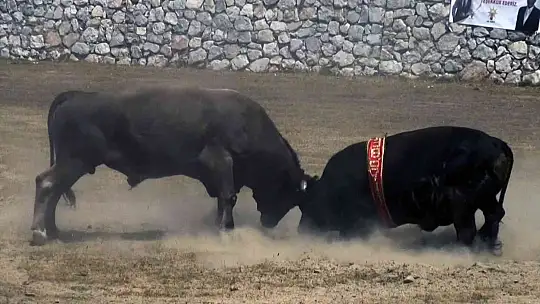 Milas'ta boğa güreşleri nefes kesti