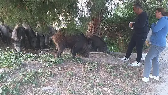 Milas'ta mahalle sakinleri domuzlara yiyecek verdi