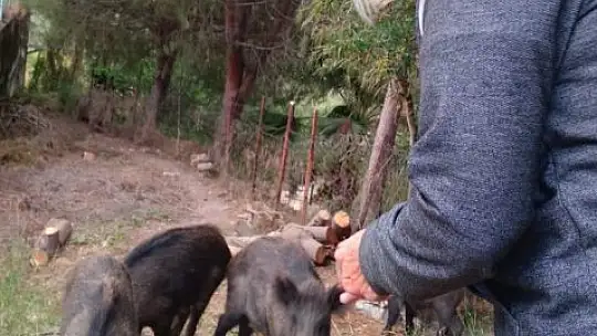 Milas'ta mahalle sakinleri domuzlara yiyecek verdi