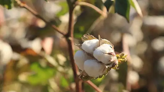 Milas'ta pamuk hasadı başladı