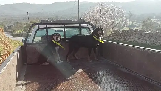 Milas'ta sürek avı düzenlendi