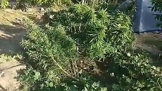 MİLAS'TA UYUŞTURUCU OPERASYONU