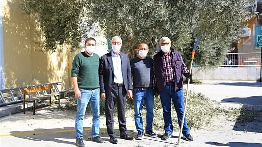 Milas'ta zeytin ağaçlarının bakımı yapıldı