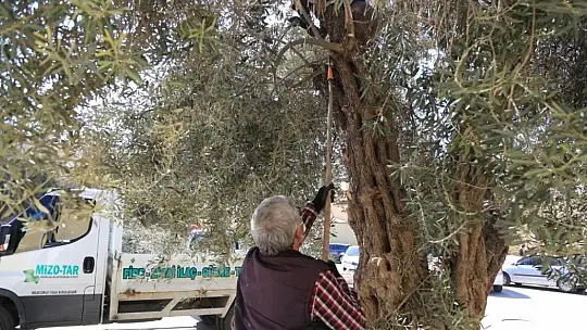 Milas'ta zeytin ağaçlarının bakımı yapıldı
