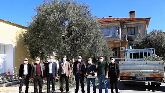 Milas'ta zeytin ağaçlarının bakımı yapıldı