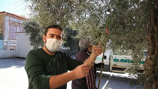 Milas'ta zeytin ağaçlarının bakımı yapıldı