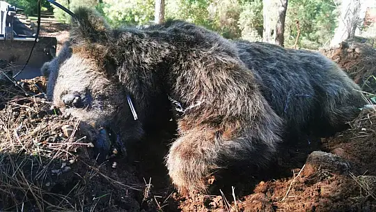 Milli Park yetkilileri ölü ayıyı bulunduğu yerden kaldırdı