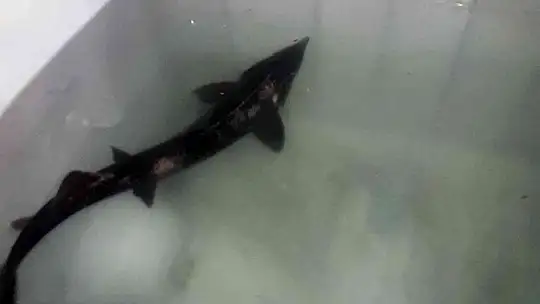 MSKÜ, Mersin Balığından havyar üretiyor