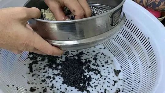 MSKÜ, Mersin Balığından havyar üretiyor