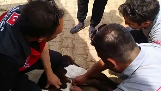 Muğla'da 'Buzağım doğdu' ihbar hattı