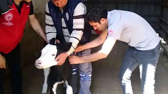 Muğla'da 'Buzağım doğdu' ihbar hattı