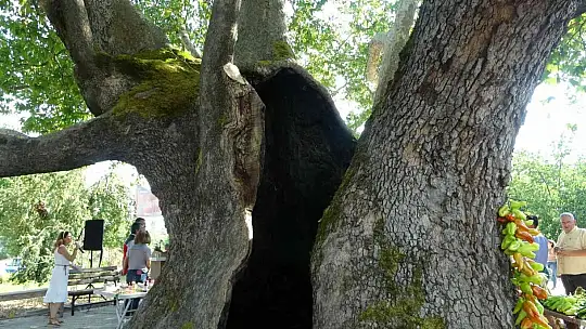 Muğla'da 842 yaşındaki ağaç koruma altında