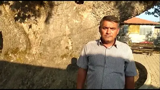 Muğla'da 842 yaşındaki ağaç koruma altında