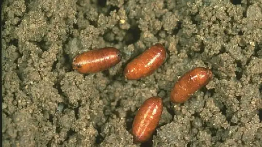 Muğla'da Akdeniz Meyve Sineği mücadelesi başladı