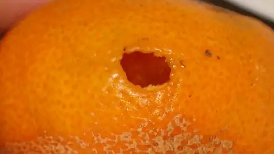 Muğla'da Akdeniz Meyve Sineği mücadelesi başladı