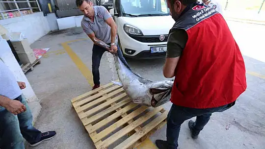 Muğla'da avlanması yasak olan 3 adet mavi yüzgeçli orkinos balığı ele geçirildi